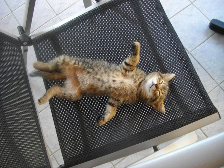 Расслабленный кот