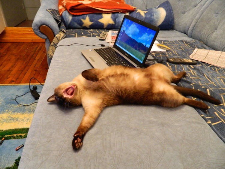 Кот кайфует отдыхает