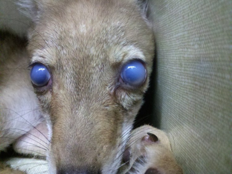 Аденовироз глаз у собак