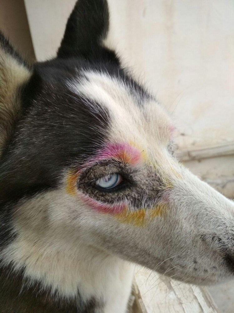 Атопический дерматит у хаски