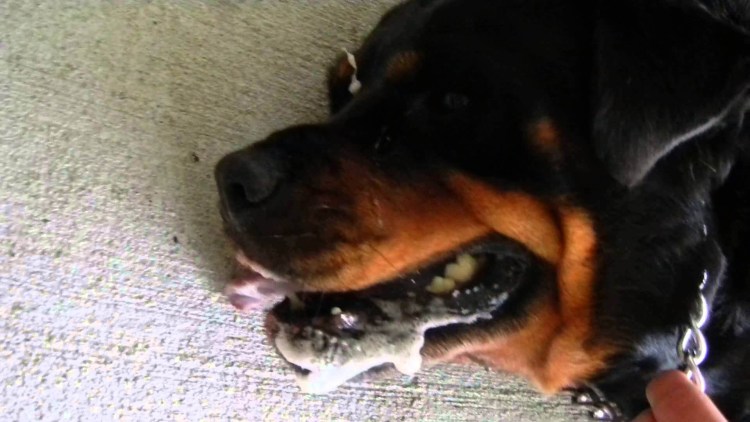 Идиопатическая эпилепсия у собак