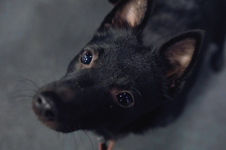 Болезнь Лайма у собак симптомы