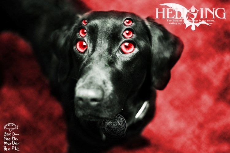 Заворот третьего века у собак