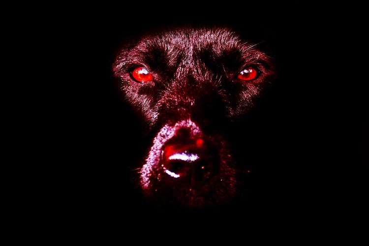 Задумчивый пес