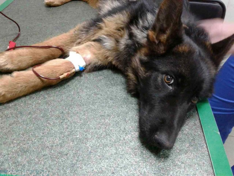 Собака с пксными глазами