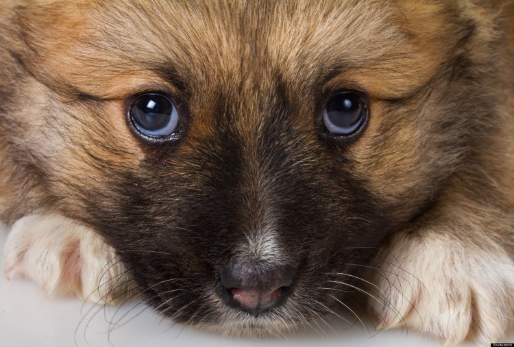 Тибетская болонка