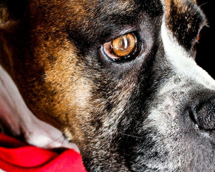 Пса увеличен