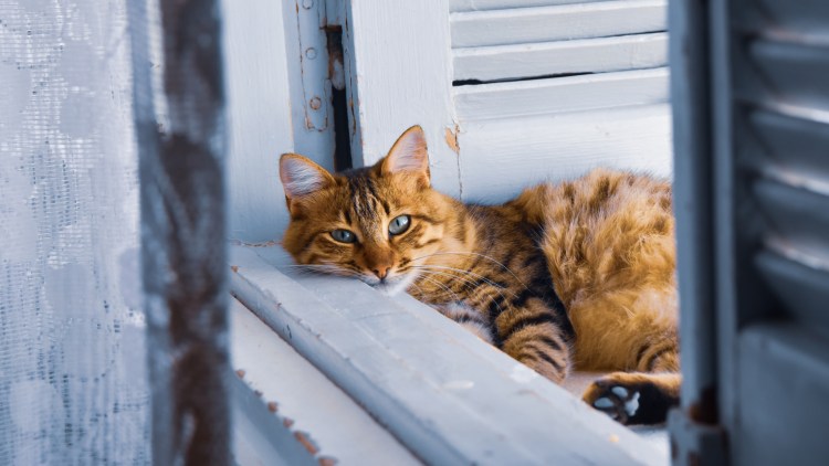 Ограждение на подоконник от кошки