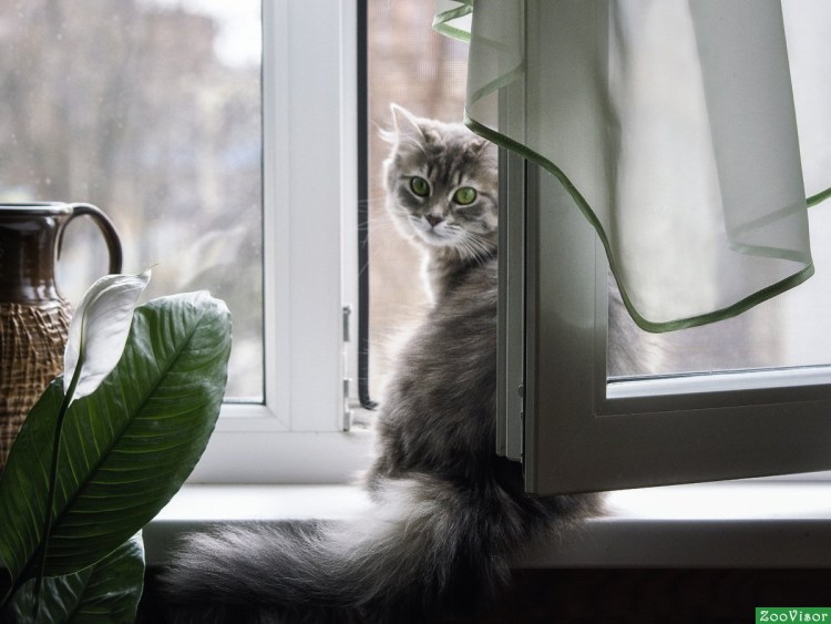 Кот на окне