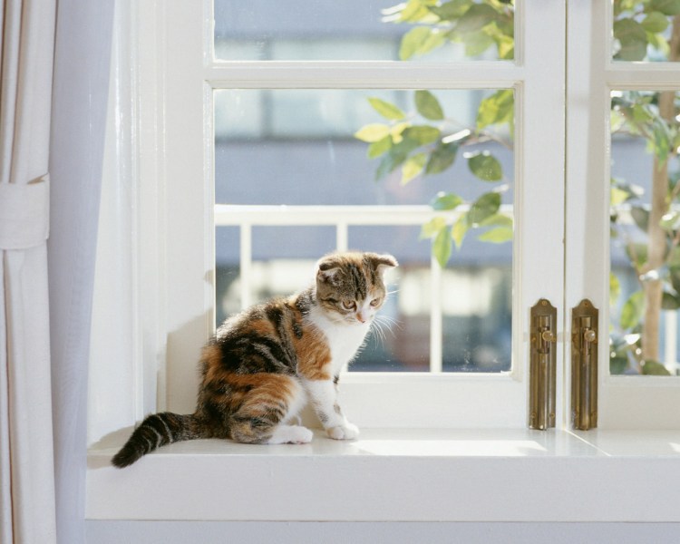 Котик на подоконнике