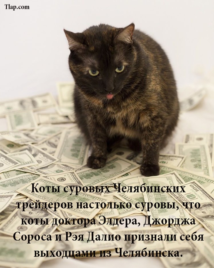 Богатые коты