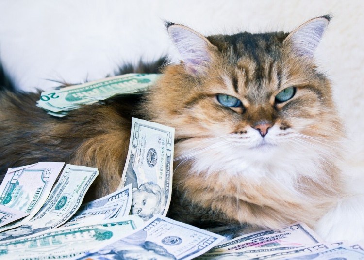 Кошка с деньгами