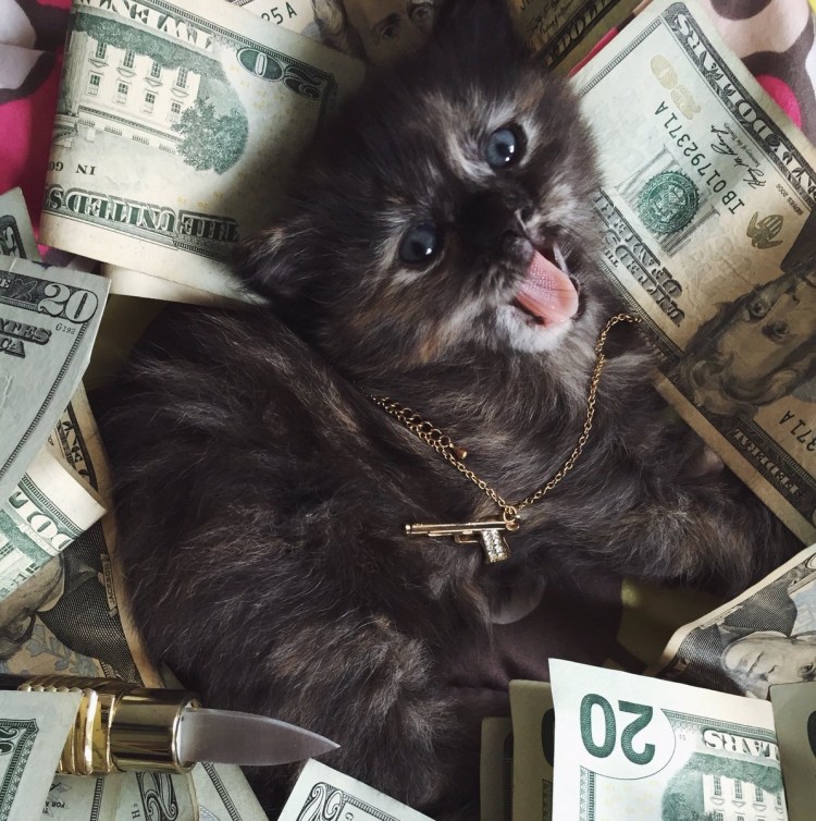 Животные с деньгами