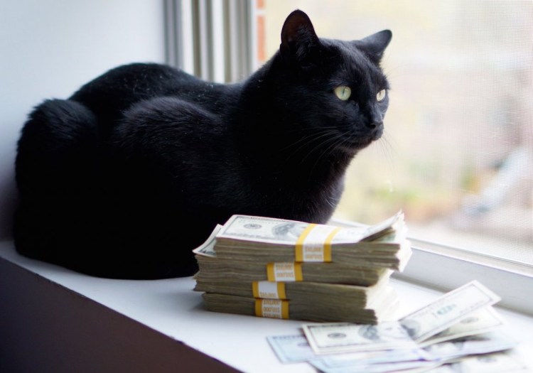 Коты с деньгами
