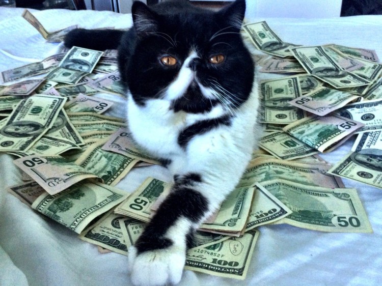 Кошка с деньгами