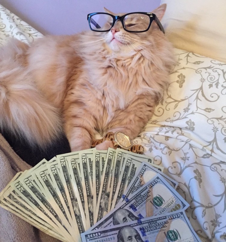 Кот миллионер
