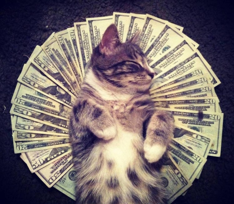 Милые котики с деньгами