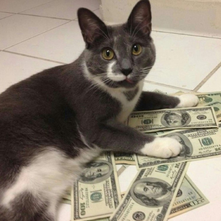 Кот с деньгами