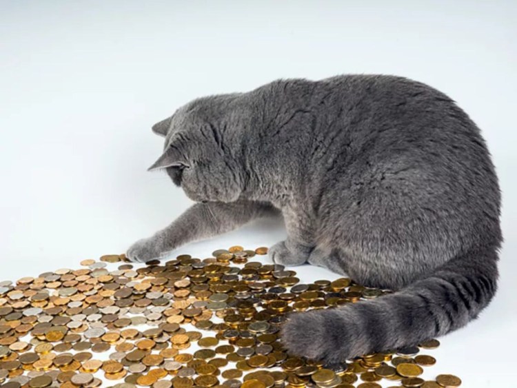 Кот с мелочью