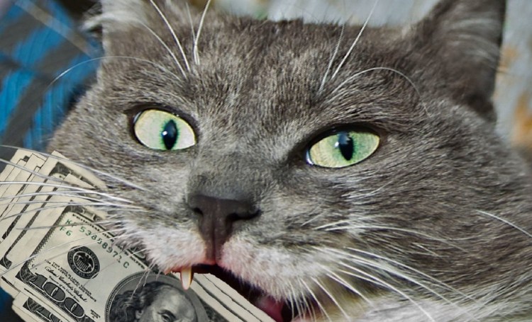 Кот с долларами