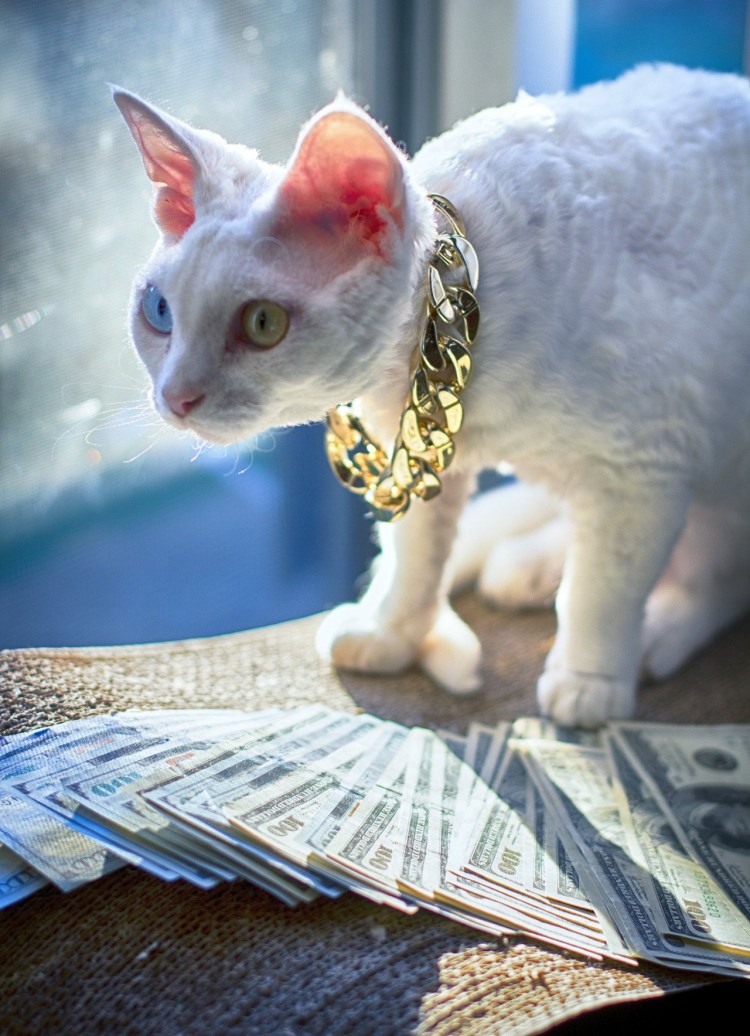 Денежный кот