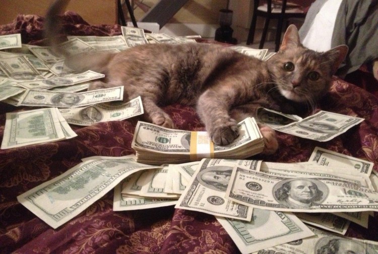 Коты с баблом