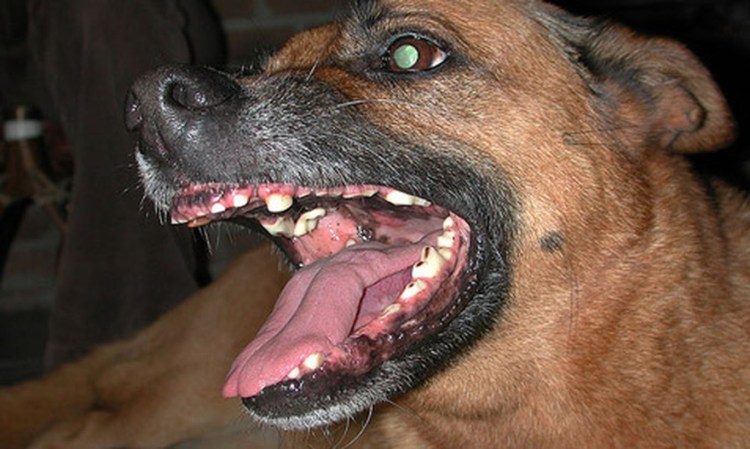 Мопс укусил