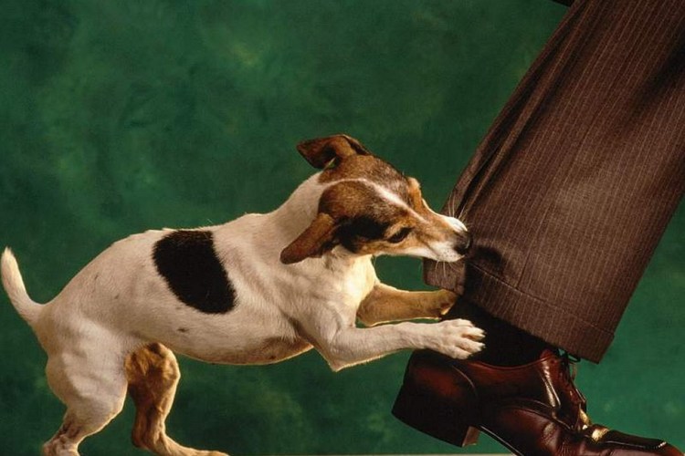 Собаку укусила пчела