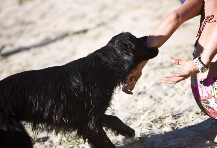 Собака чешется