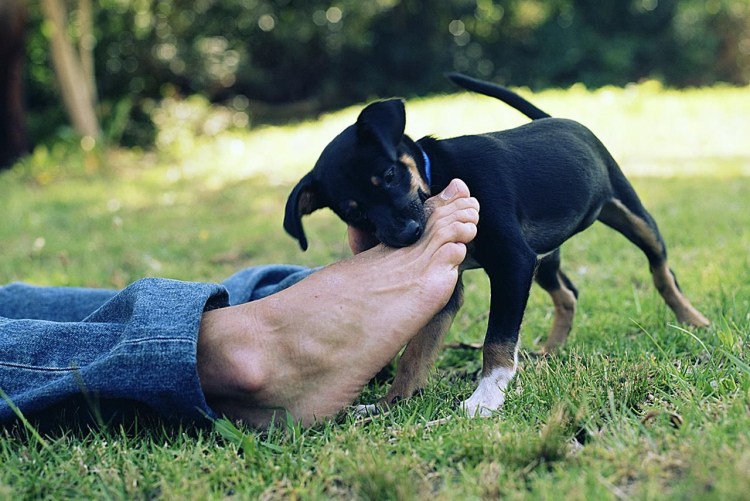 Везикулярный стоматит у животных