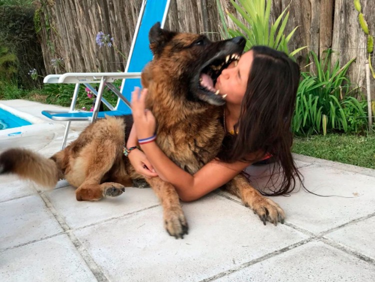 Страх животных