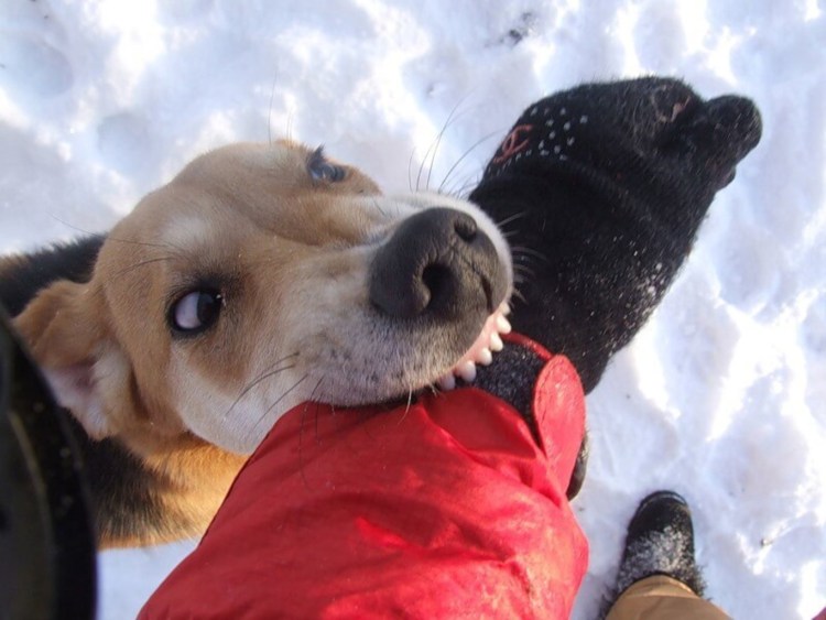 Собака грызет свою ногу