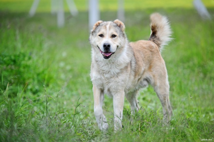Тазы и алабай метис
