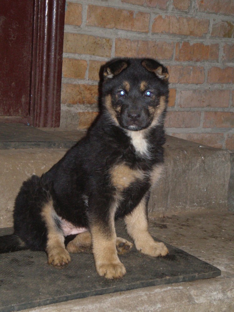 Помесь хаски и алабая