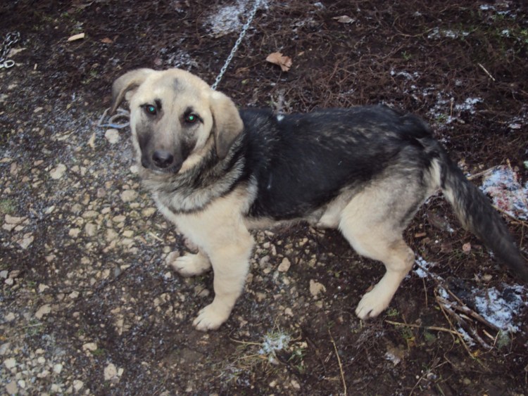 Московская сторожевая помесь с овчаркой
