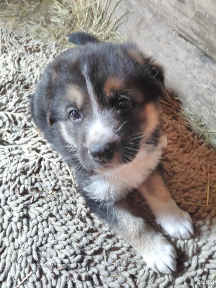 Метис азиатской овчарки