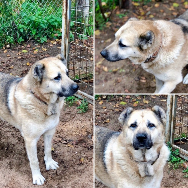 Аборигенная Среднеазиатская овчарка