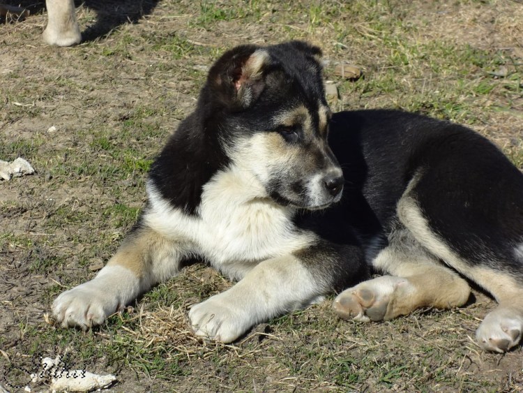 Алабай метис с овчаркой