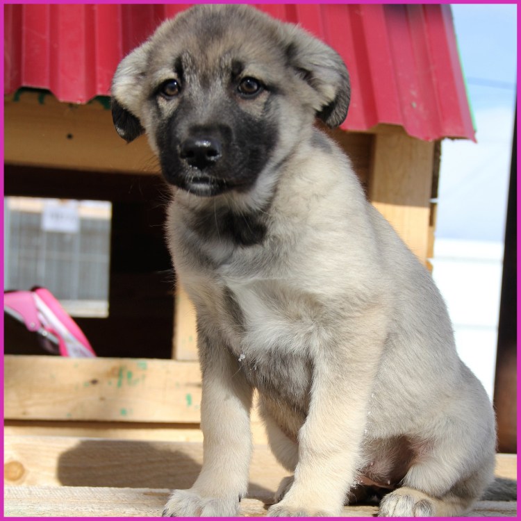 Приют Ржевка щенки