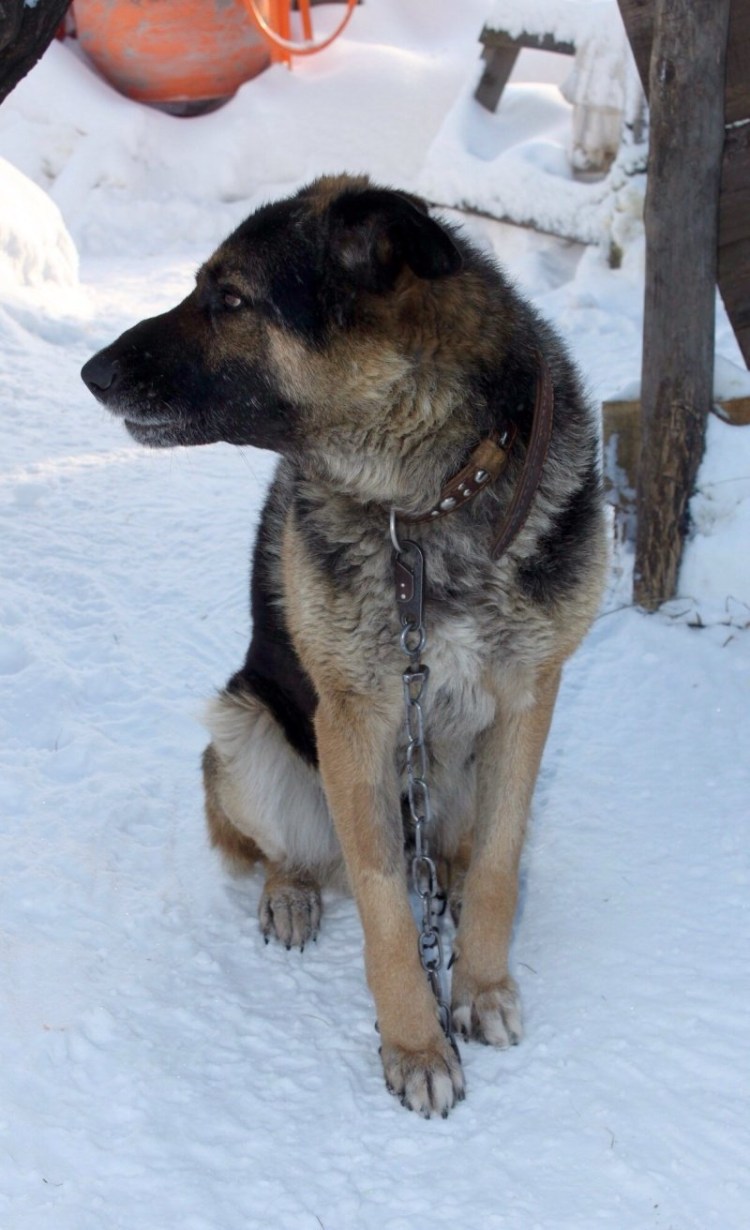 Алабай с лайкой