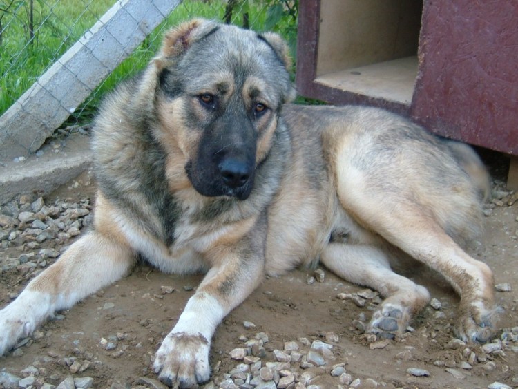 Волкодав алабай и Кавказская овчарка