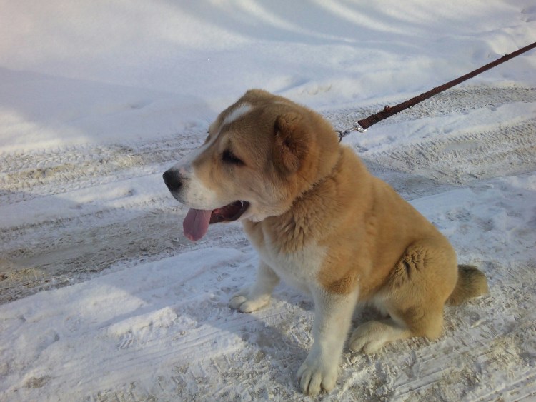 Помесь волкодава и кавказской овчарки