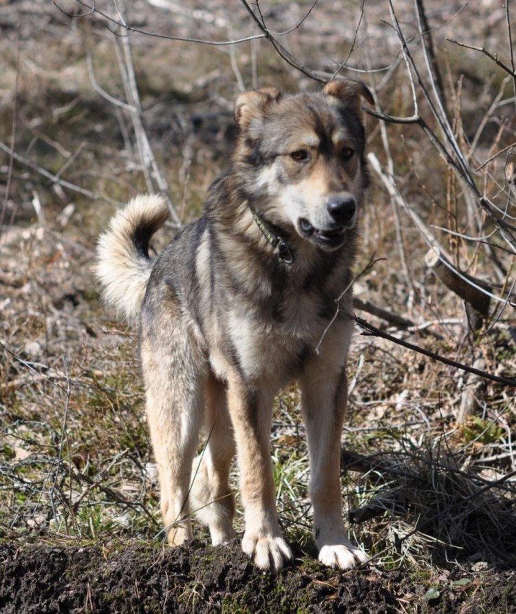 Метис шарпея и немецкой овчарки