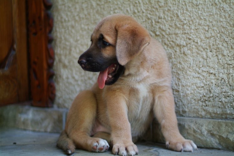 Метис волка и алабая