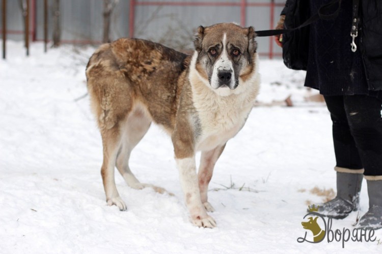 Помесь волка и кавказской овчарки