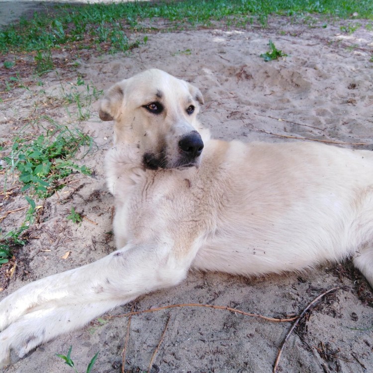 Метис мастифа и алабая