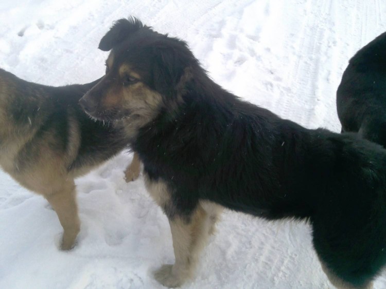 Помесь алабая и немецкой овчарки