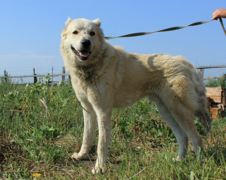 Помесь алабая