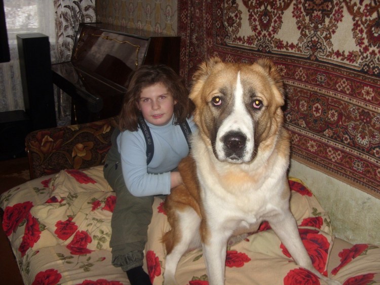 Метис Московской сторожевой и дворняжки