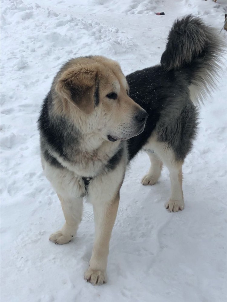 Метис алабая и кавказской овчарки
